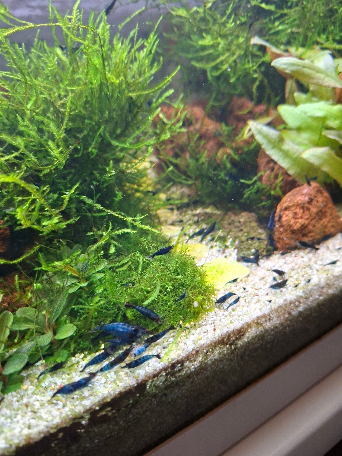Crevettes bleues, Animaux & Accessoires, Poissons | Aquariums & Accessoires, Enlèvement ou Envoi