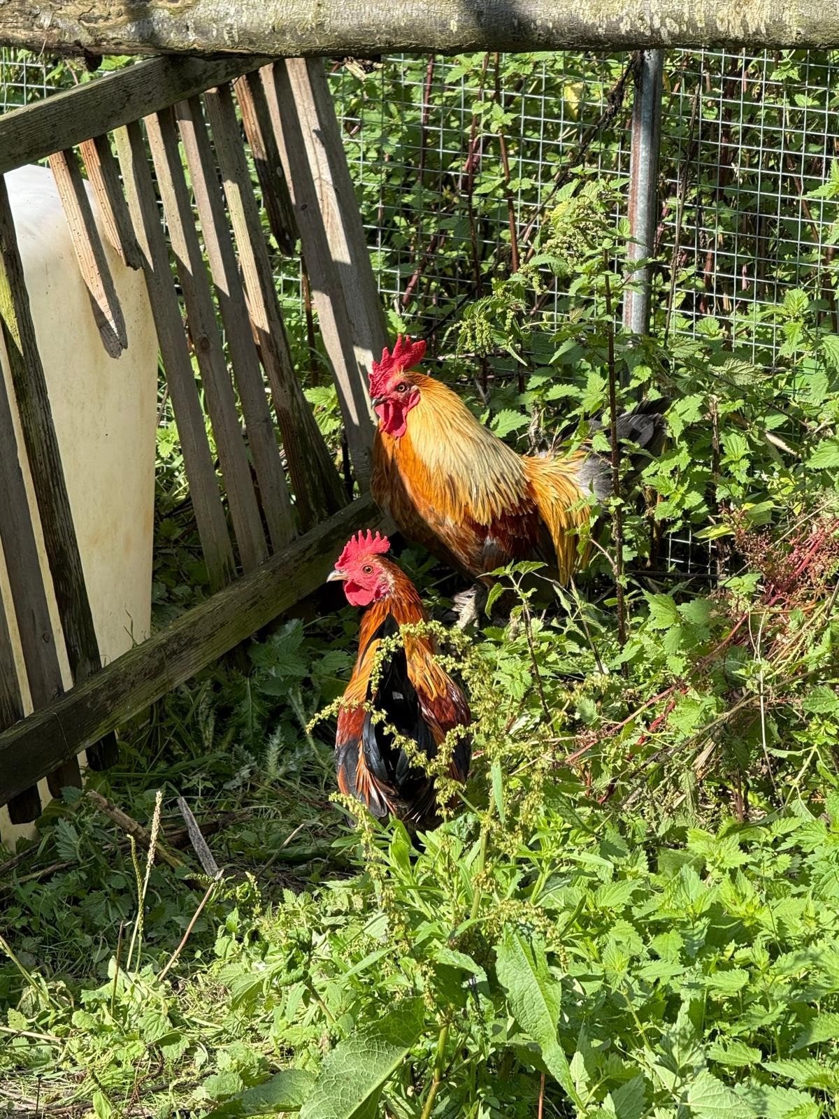 haantjes, Dieren en Toebehoren