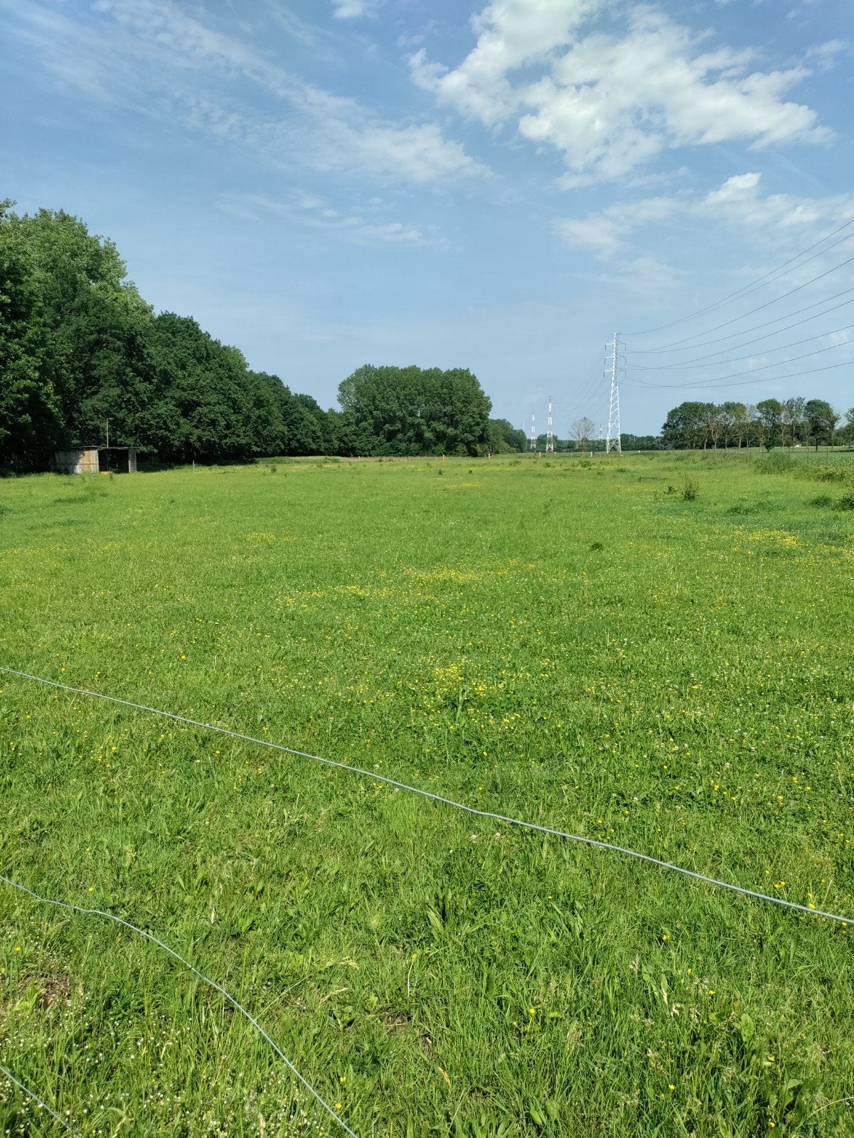 Paarden weide.