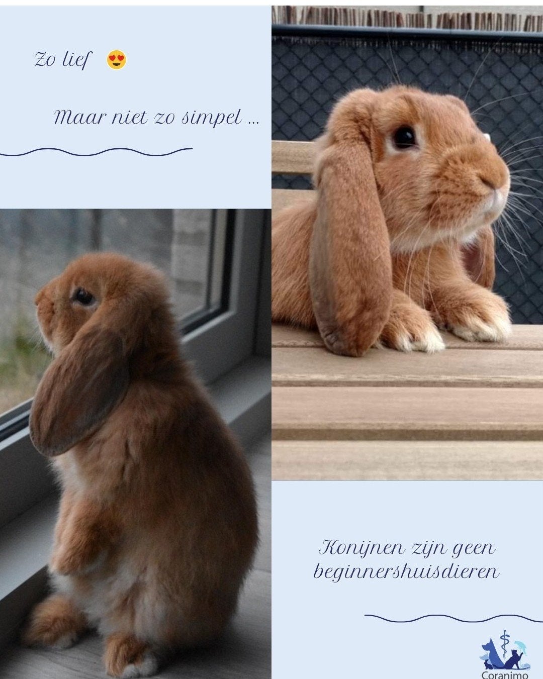 lapins