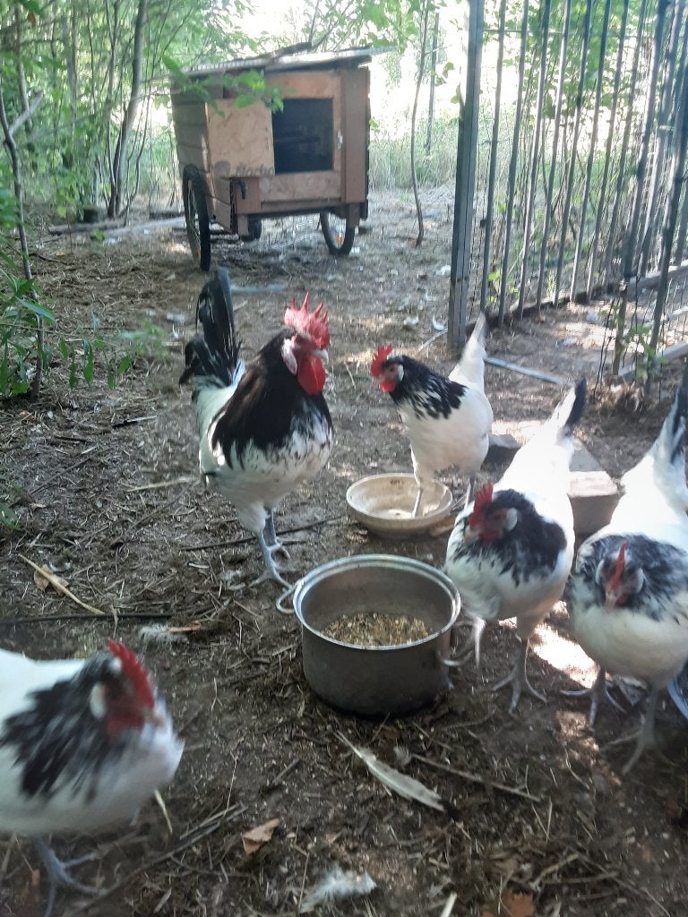 LAKENVELDER-kippen, Dieren en Toebehoren, Meerdere dieren, Kip