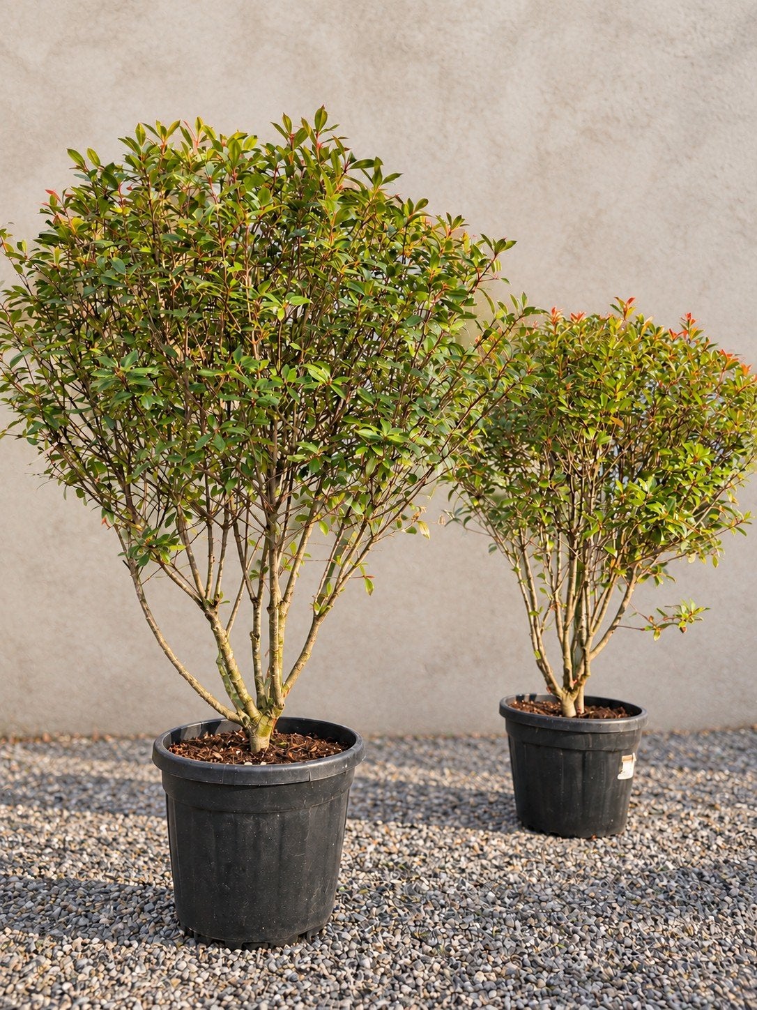 Photinia Fras Rouge - Glansmispel, Ophalen, Halfschaduw