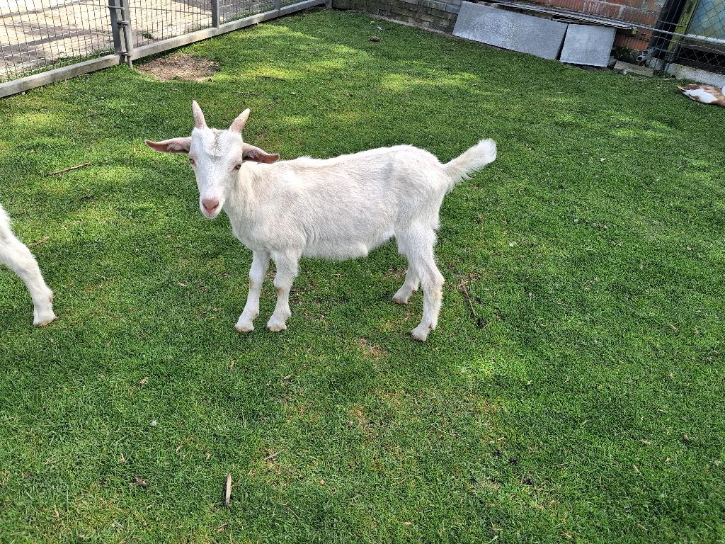 TE KOOP:MELKGEIT LAMMETJES, Dieren en Toebehoren, Schapen, Geiten en Varkens, Meerdere dieren, Geit, 0 tot 2 jaar