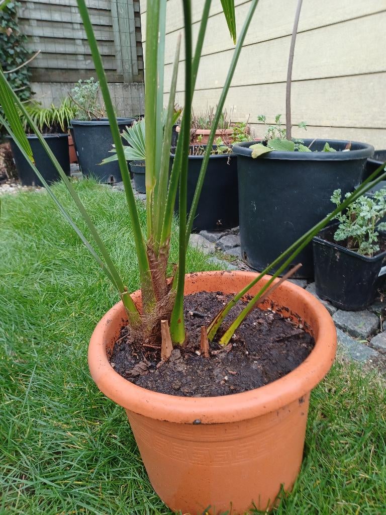 Palmboom Trachycarpus, Halfschaduw, Lente, 100 tot 250 cm, Palmboom
