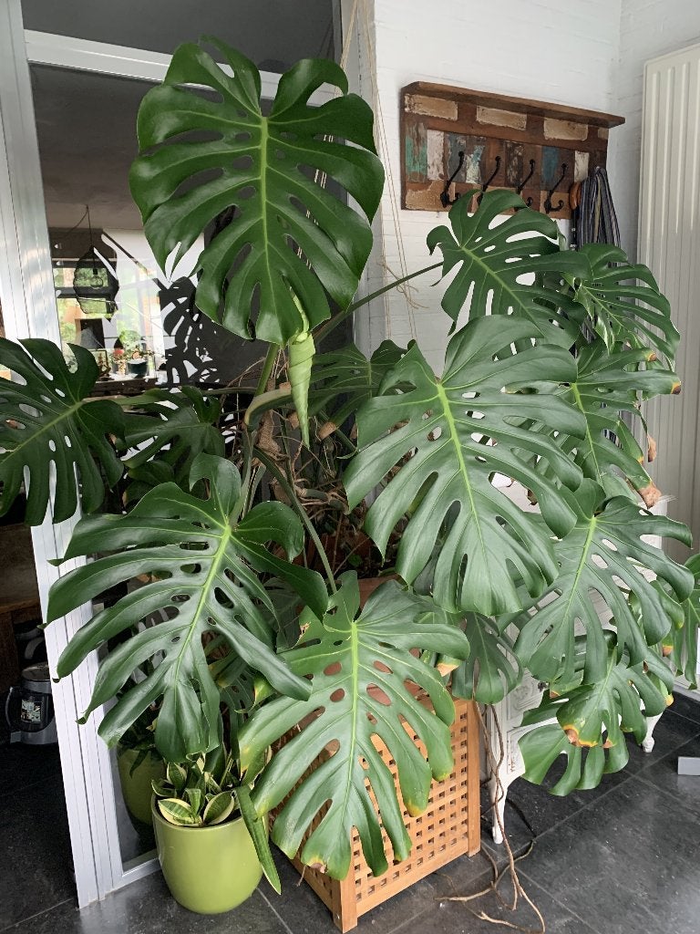 Monstera Deliciosa / gatenplant, Enlèvement, Autres espèces