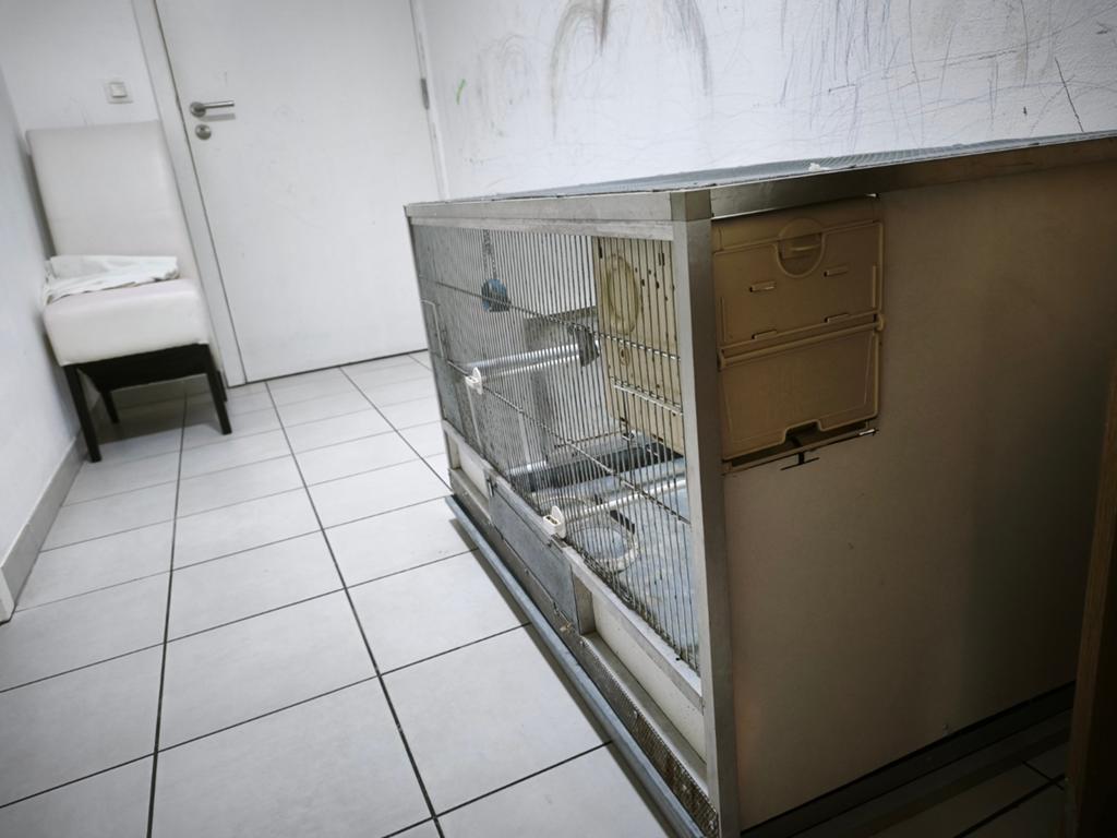 Cage pour perroquets, Enlèvement