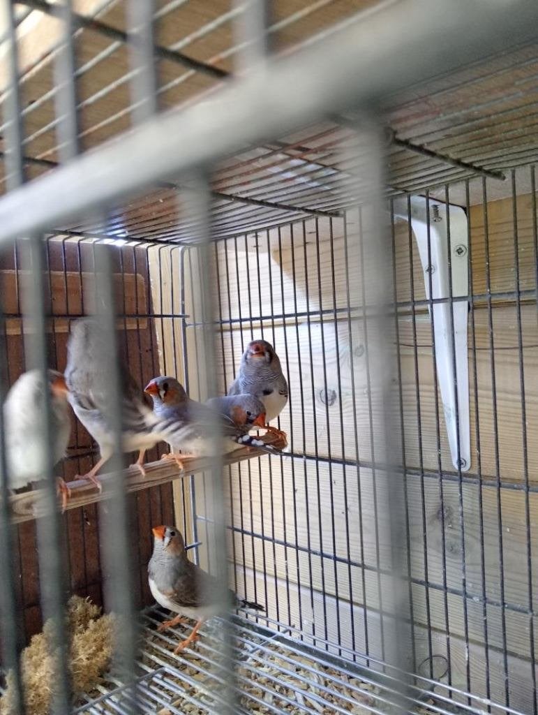 Mutaties jonge zebravinken, Dieren en Toebehoren, Meerdere dieren, Tropenvogel