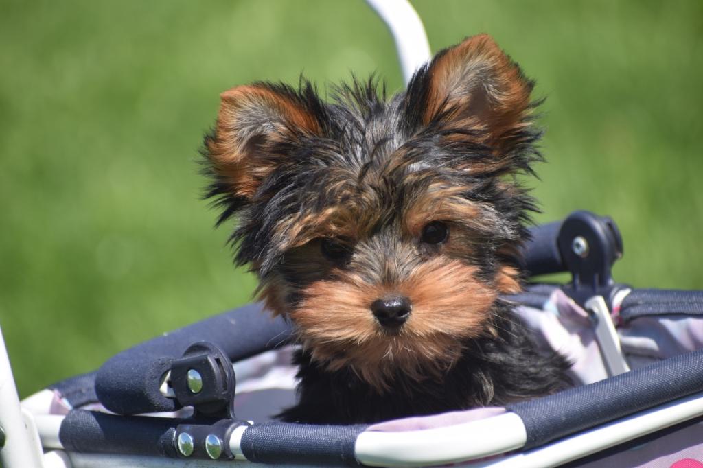 Yorkshire terrier pups verschillende kleuren, Dieren en Toebehoren, Yorkshire Terriër, 15 weken tot 1 jaar, Buitenland, Parvo