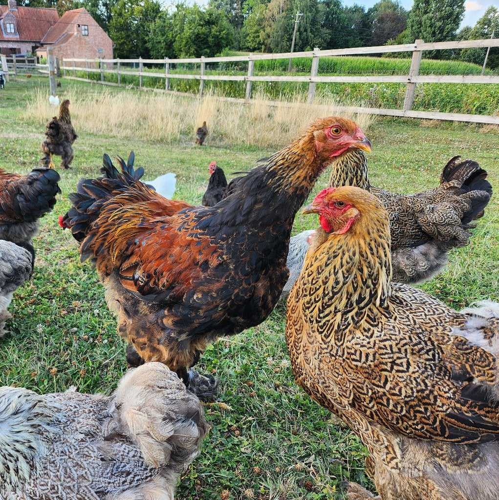Verschillende soorten hanen gratis cochin. Braham, Dieren en Toebehoren, Pluimvee, Mannelijk, Kip