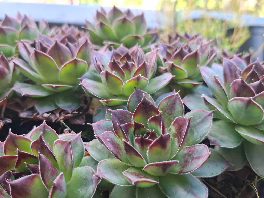 Donderkruid,(Crassulaceae) , vetplantjes, Tuin en Terras, Ophalen, Winter