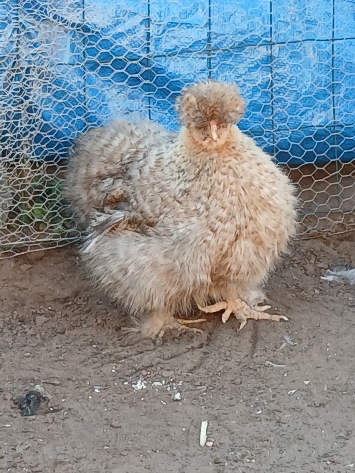 2 zijdehoentjes hennen, Dieren en Toebehoren, Vrouwelijk, Kip