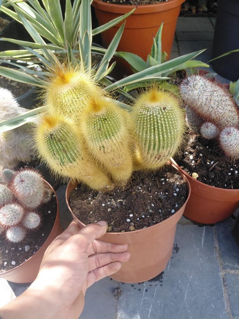 Cactus mammilaria, Tuin en Terras, Ophalen