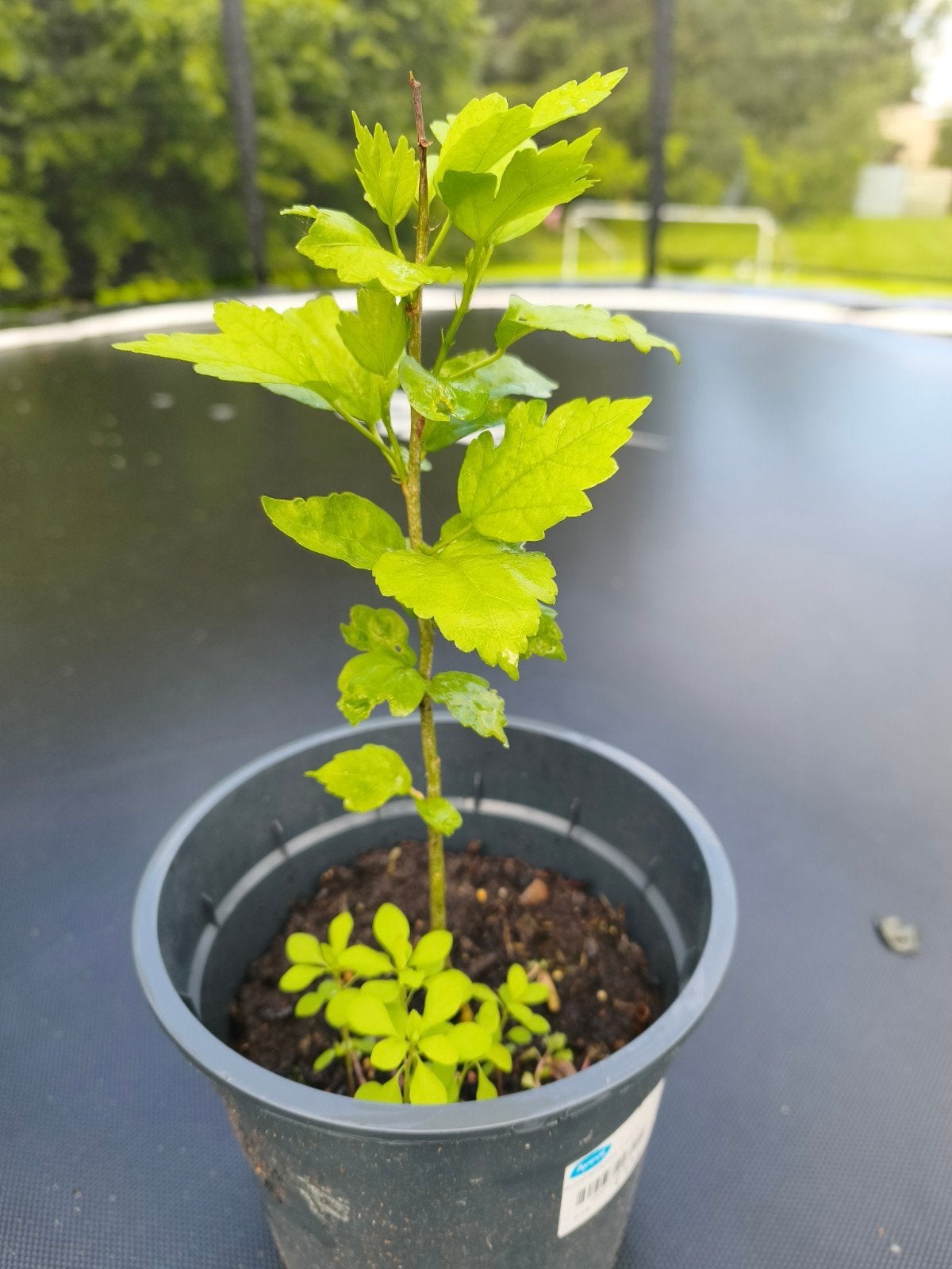 Hibiscus, Tuin en Terras, Ophalen