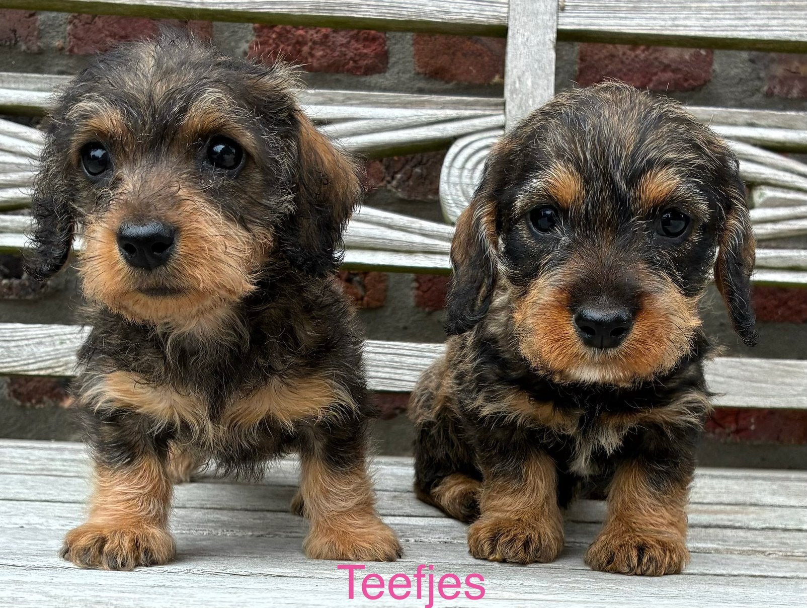 Ruwharige teckel pups, Dieren en Toebehoren, België, CDV (hondenziekte), 8 tot 15 weken, Teef