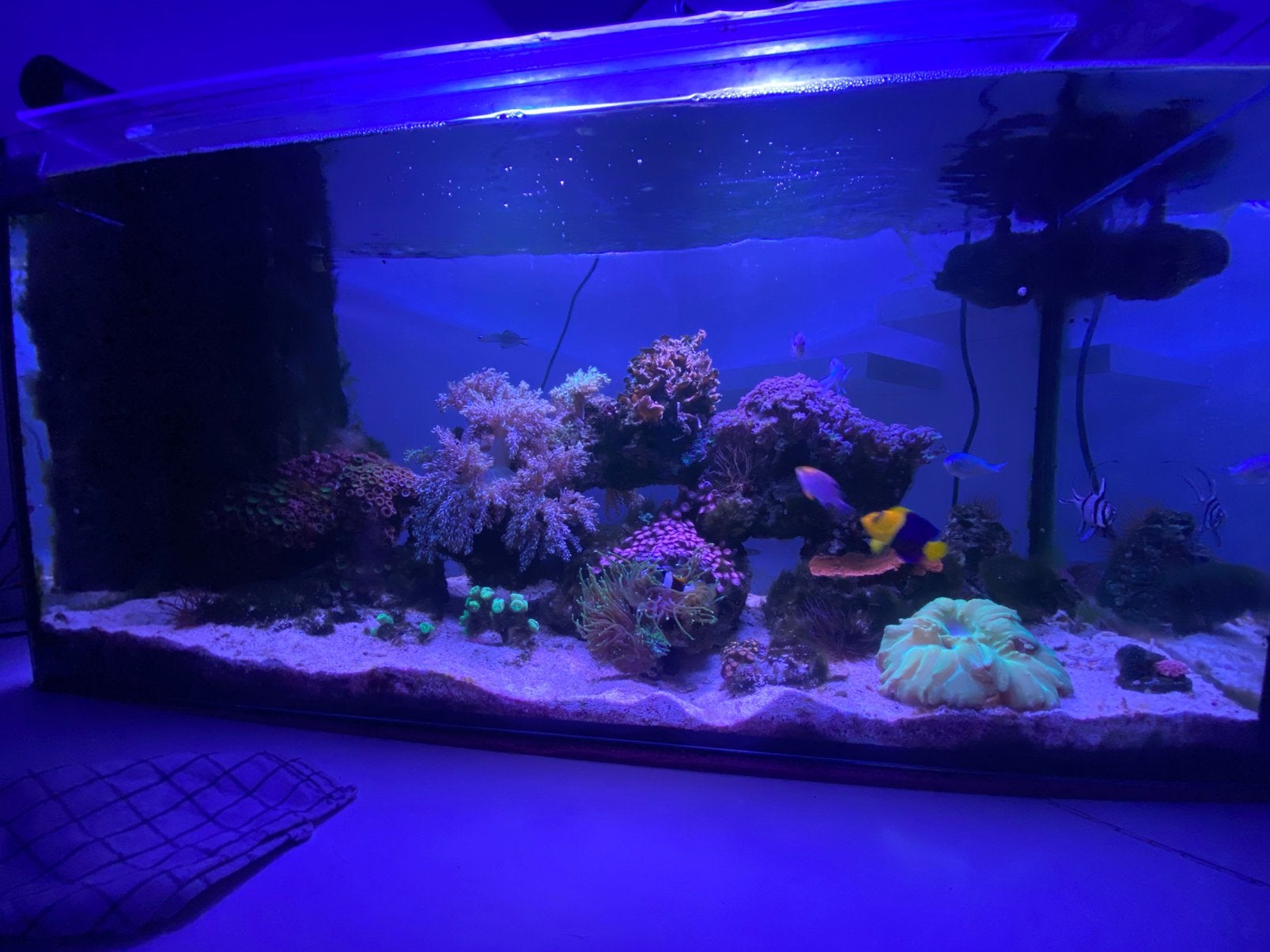 Aquarium eau de mer/recifal offre a partir de 300€, Animaux & Accessoires, Poissons | Aquariums & Accessoires, Enlèvement, Chauffage
