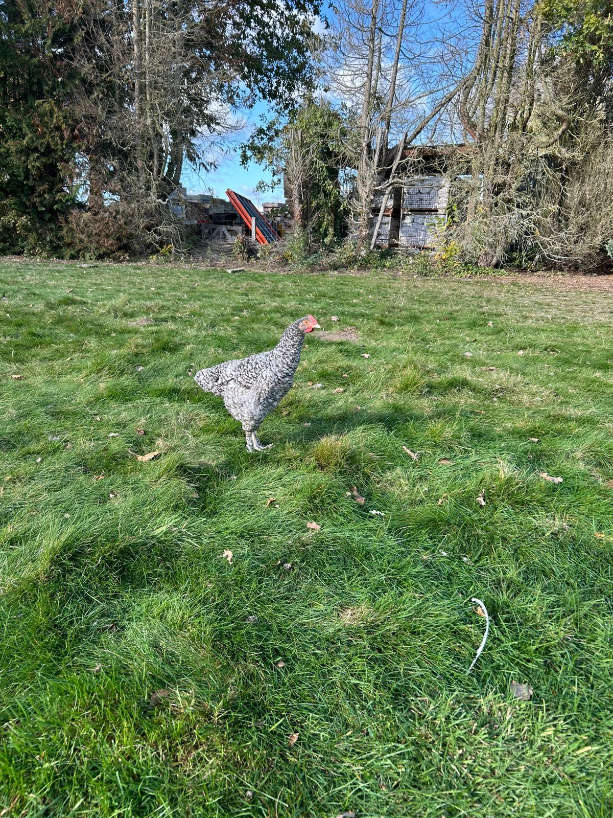 Mechelse koekoek haan, Dieren en Toebehoren