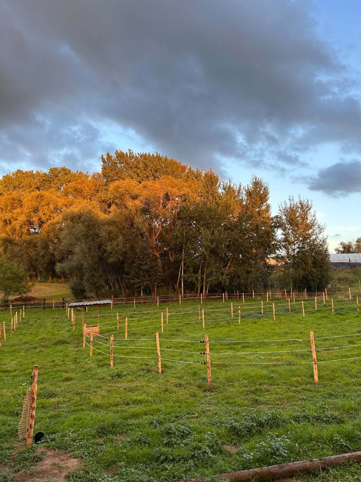 paddock paradise/weide regio Strijtem (Roosdaal), Dieren en Toebehoren