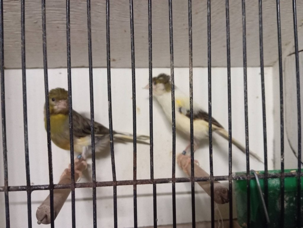 koppel kanaries met kuif (3)