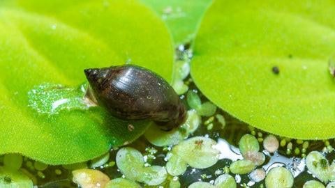 Bladslakken voor in aquarium (Snelkweek), Dieren en Toebehoren, Slak of Weekdier, Zoetwatervis