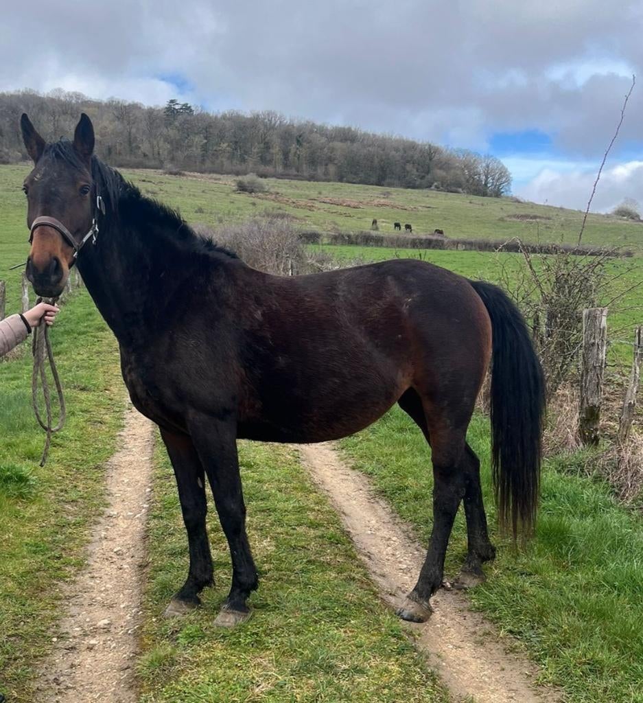 7 jarige dragende merrie Comiskey x Quick Star, Dieren en Toebehoren, Paarden, Merrie, Springpaard, 7 tot 10 jaar, 165 tot 170 cm