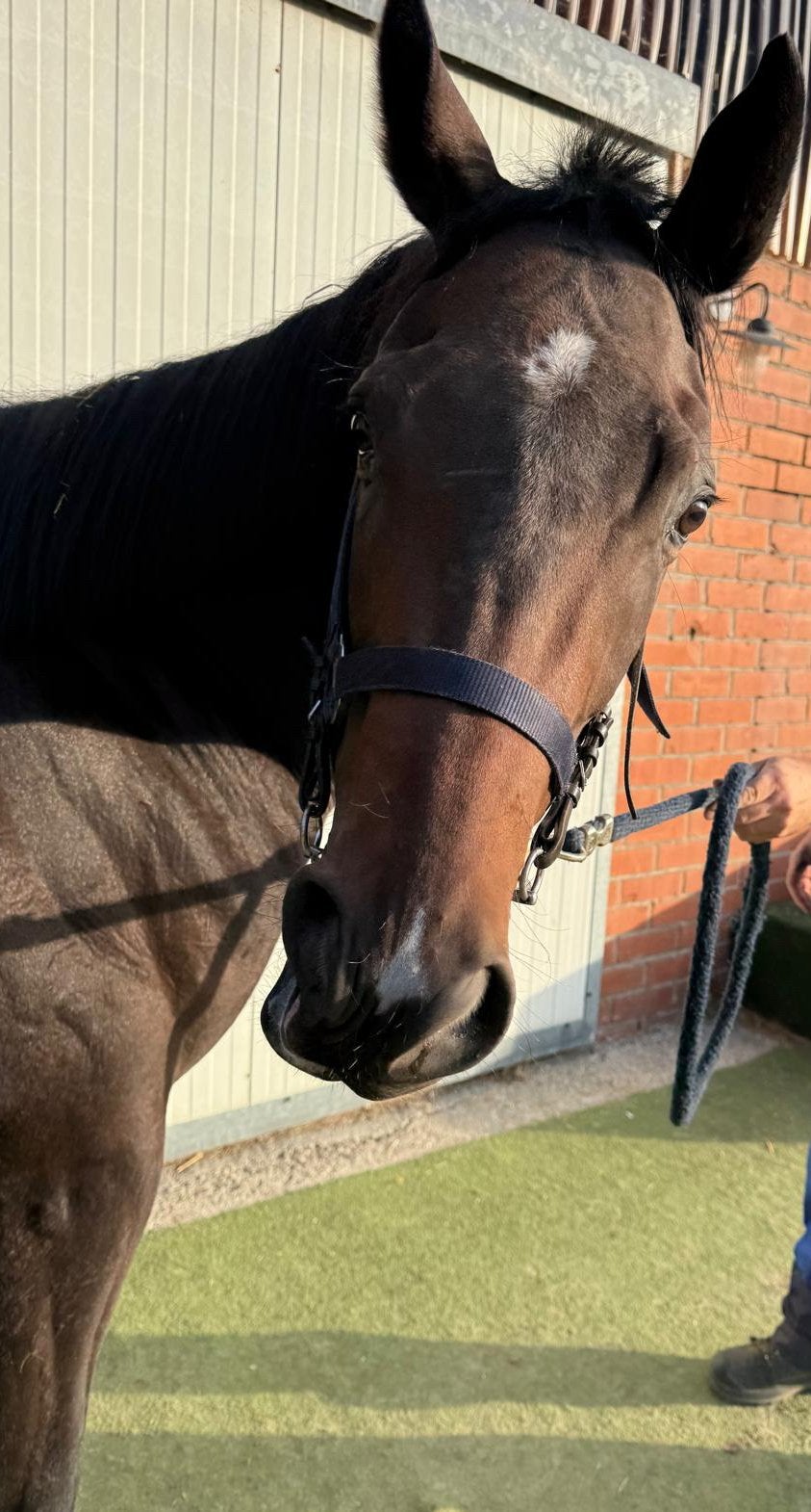 Hengst te koop!, Dieren en Toebehoren, Hengst, Zadelmak, Met stamboom, 0 tot 2 jaar