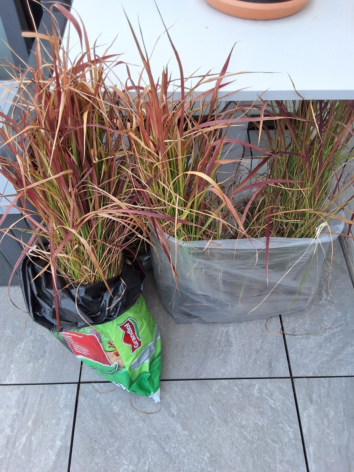 bloedgras, Tuin en Terras, Ophalen