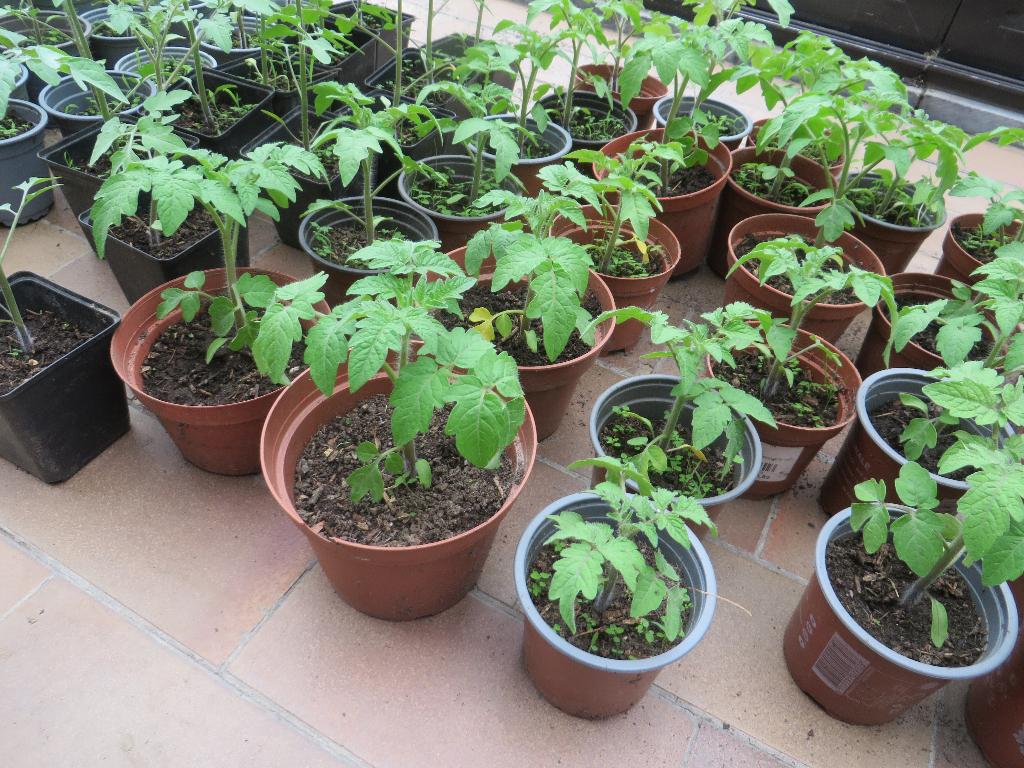 plants de tomates, basilic, Enlèvement