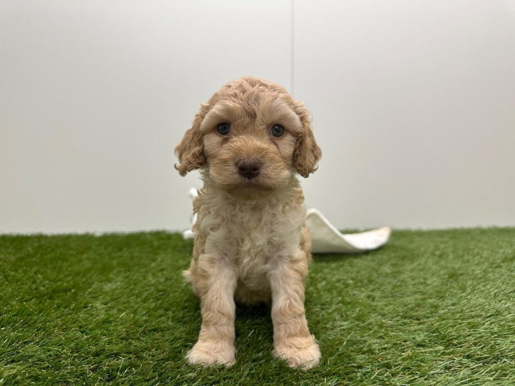 Nestje Cockapoo pups (F2)