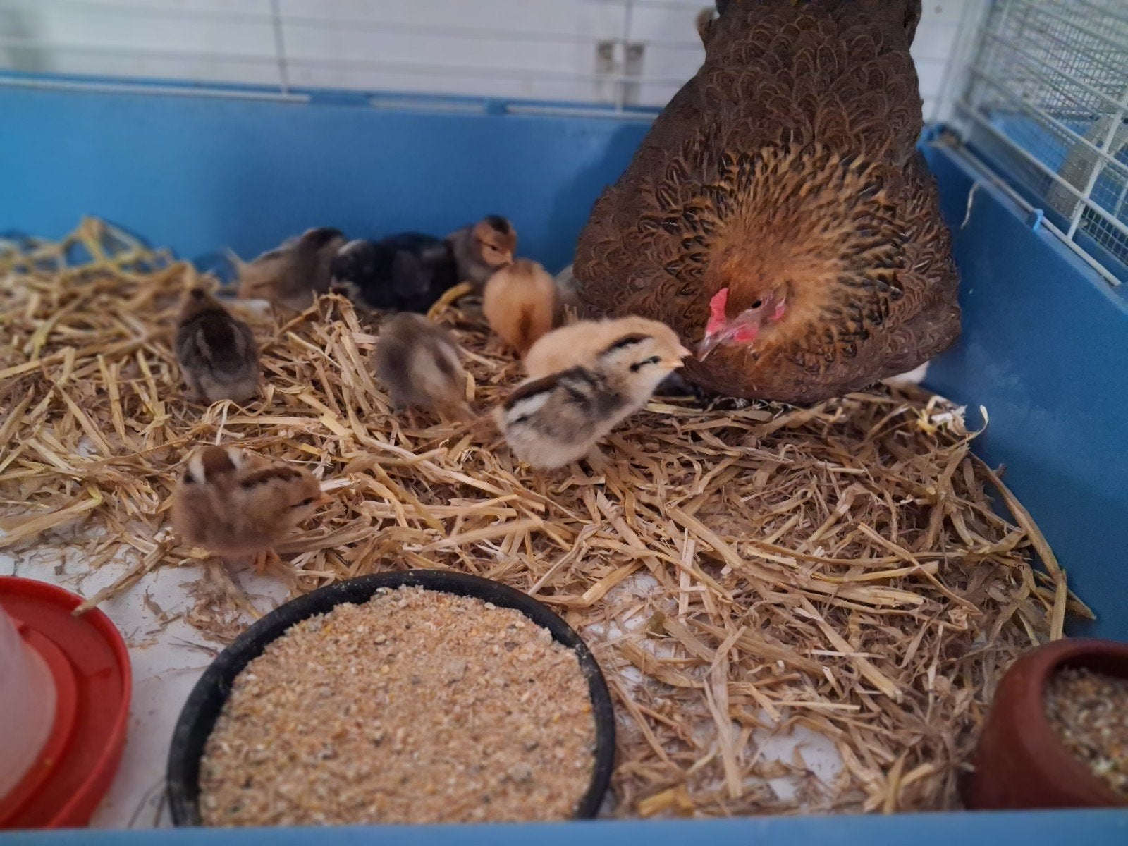 Moederkloek met 15 kuikens. Natuurbroed