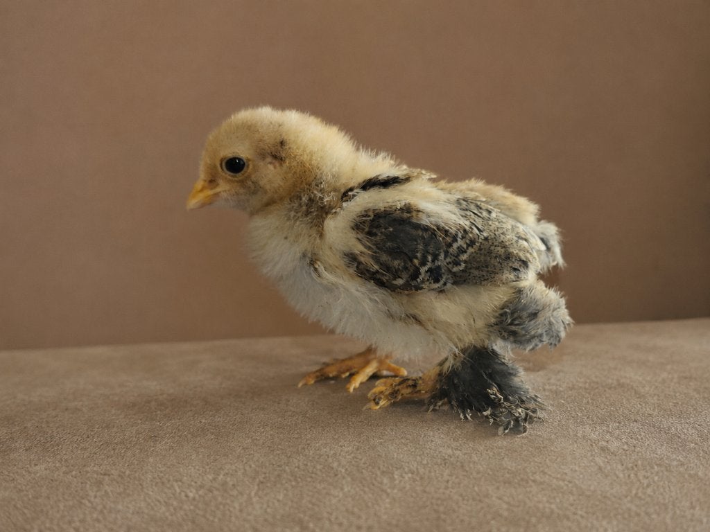 🐣 Brahma meerzomig goudpatrijs | Kriel | Kuikens, Vrouwelijk, Kip