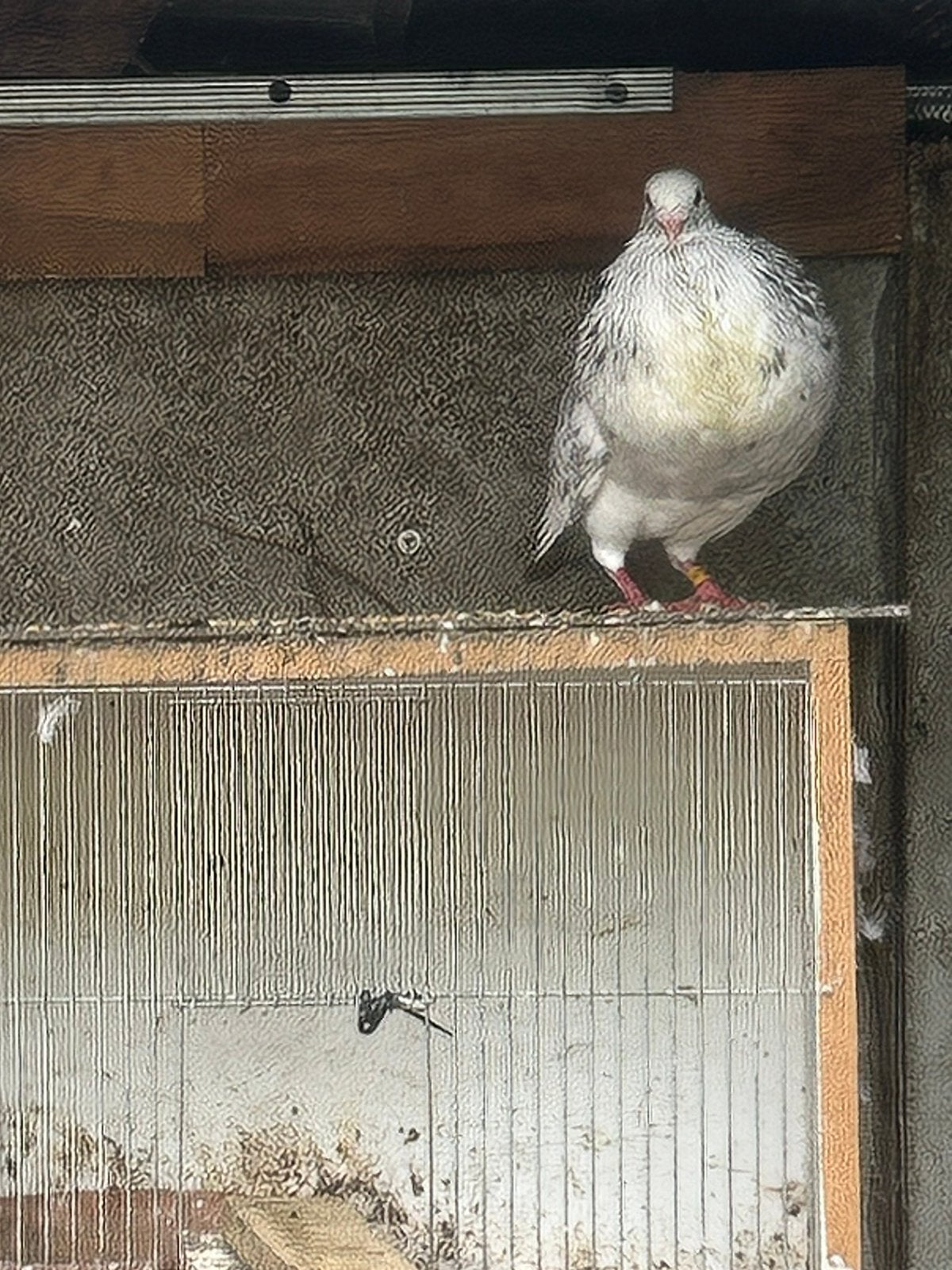 Gaditano Duiven, Dieren en Toebehoren