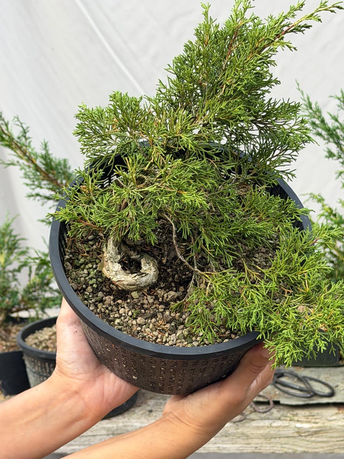 Mooie Pre-bonsai – Juniper / Jeneverbes, Ophalen of Verzenden
