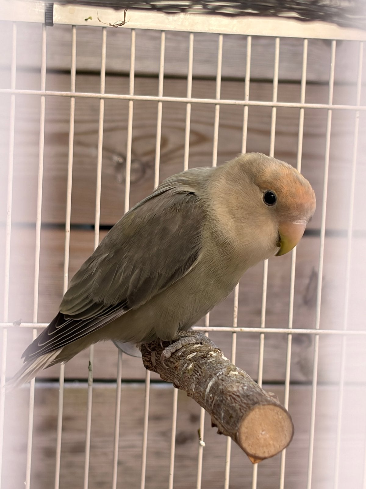 Dwergpapagaai, Dieren en Toebehoren, Dwergpapegaai of Agapornis