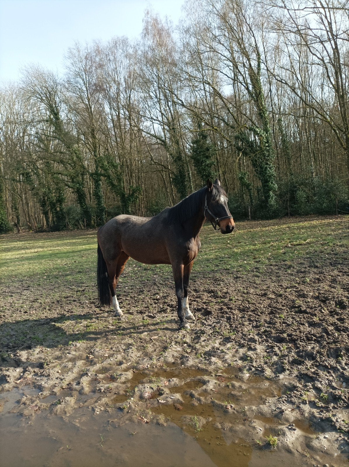 Wandel paard 8jaar 175 groot