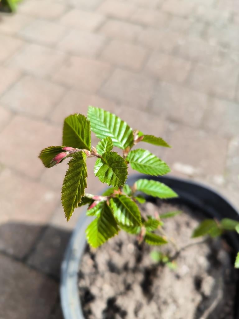 Haagbeuk carpinus betulus in pot, Tuin en Terras, Planten | Struiken en Hagen, Ophalen, Haagbeuk, Haag, Minder dan 100 cm