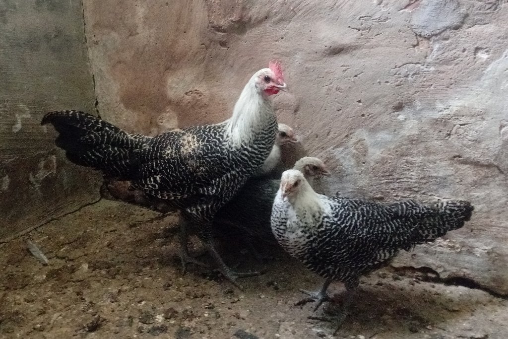 Trio zilverbrakel, Dieren en Toebehoren, Meerdere dieren, Kip