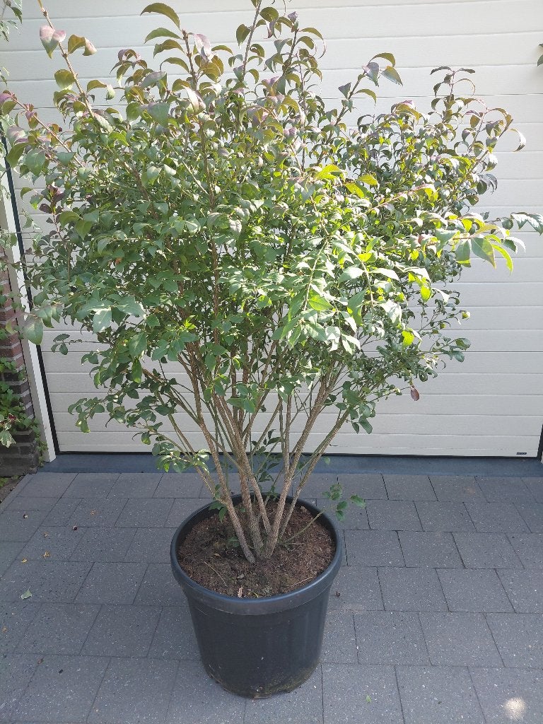 Euonymus Compactus Multistam, Tuin en Terras, Ophalen