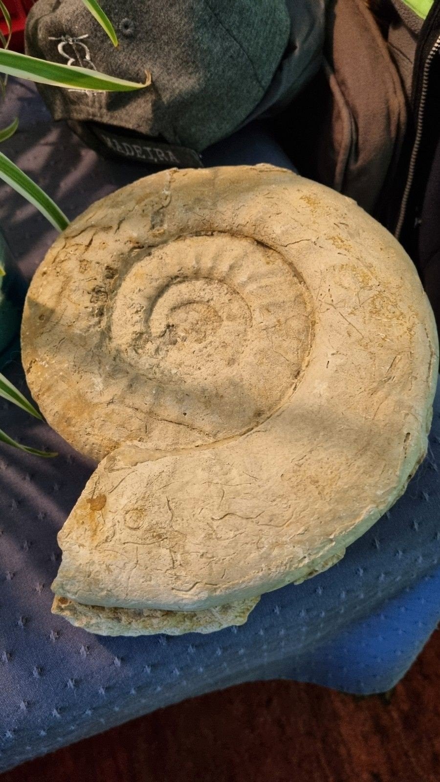 Fossiel ammoniet, Ophalen, Fossiel