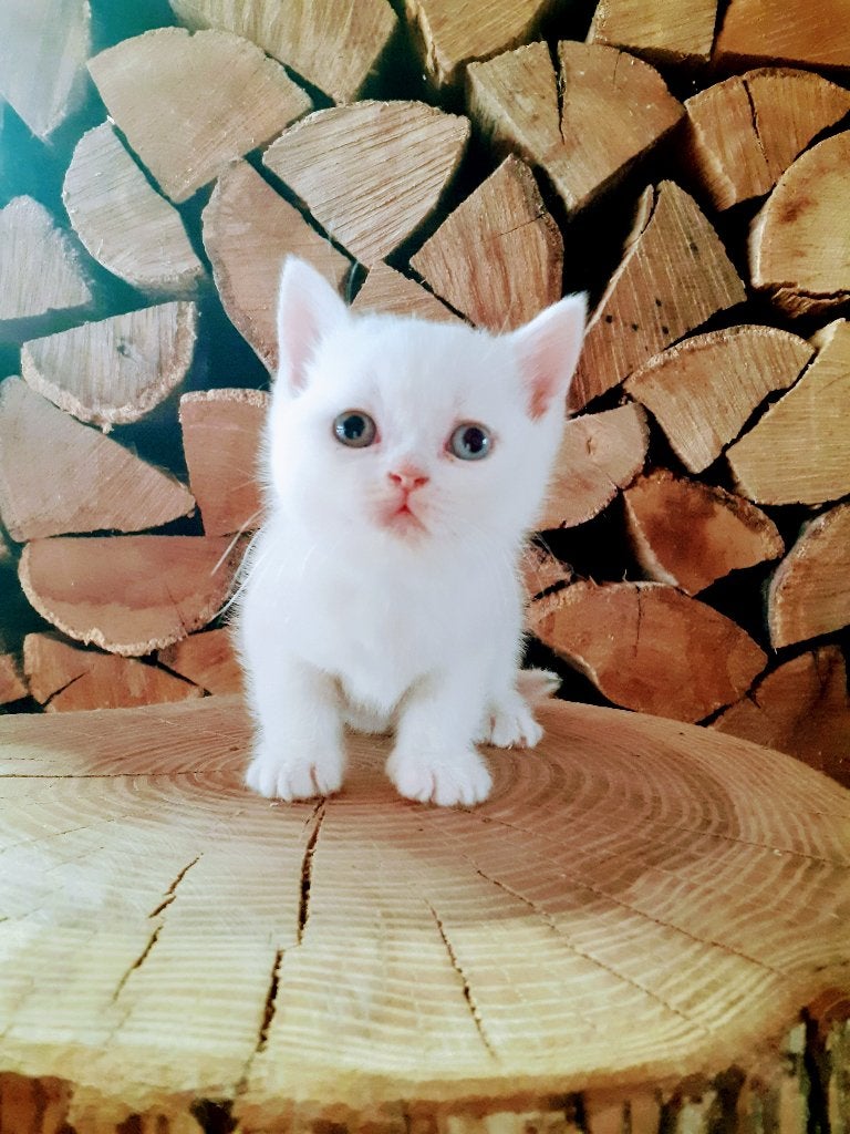 Brits korthaar kittens, Kater, Gechipt, 0 tot 2 jaar