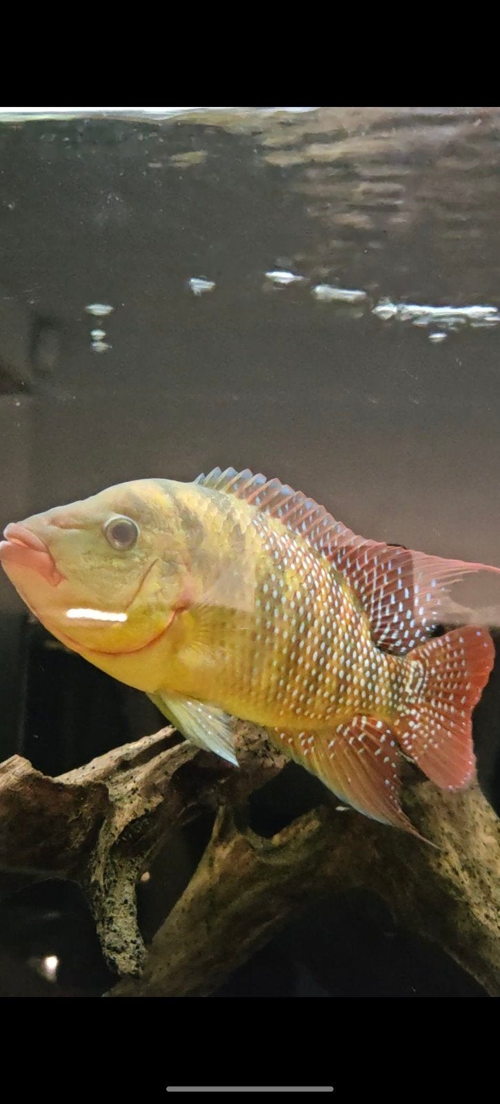 Mesoheros Festae man, Animaux & Accessoires, Poissons | Poissons d'aquarium