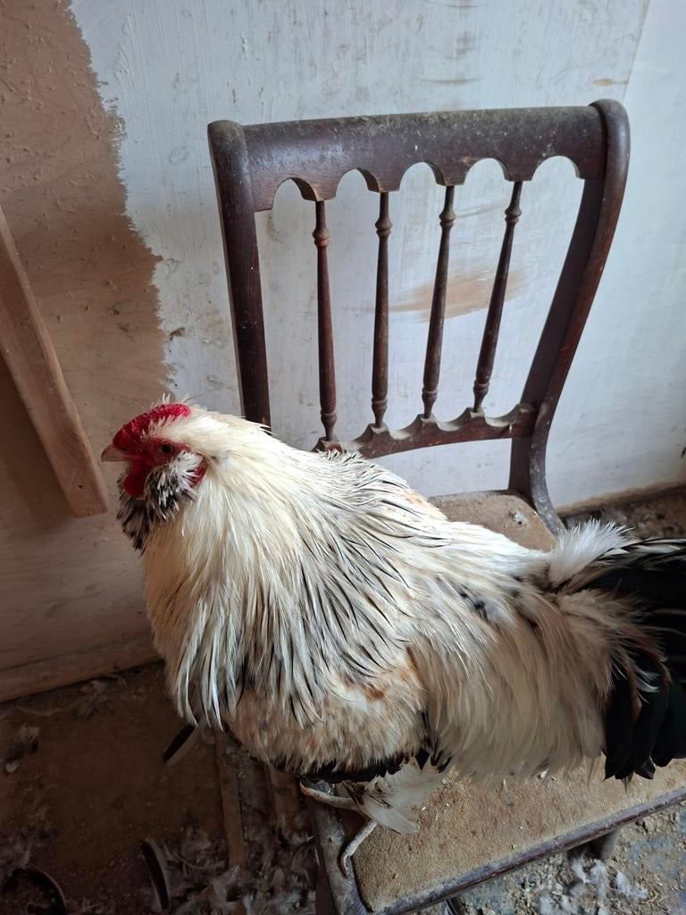 Zing haan te koop zing op 40, Dieren en Toebehoren, Pluimvee