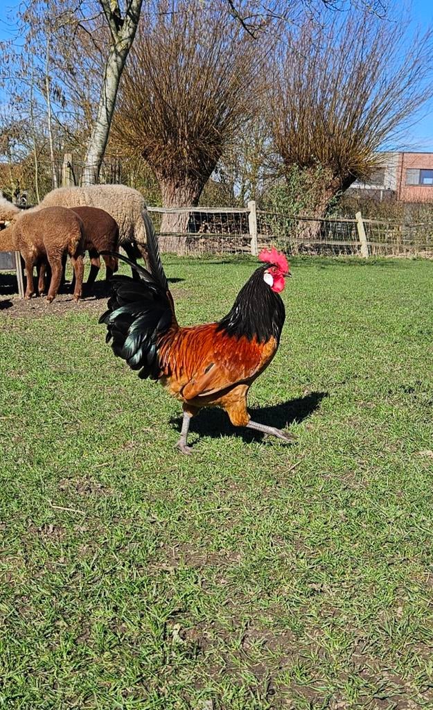 2 jonge Vorwerk hanen (juli ´25), Dieren en Toebehoren, Pluimvee
