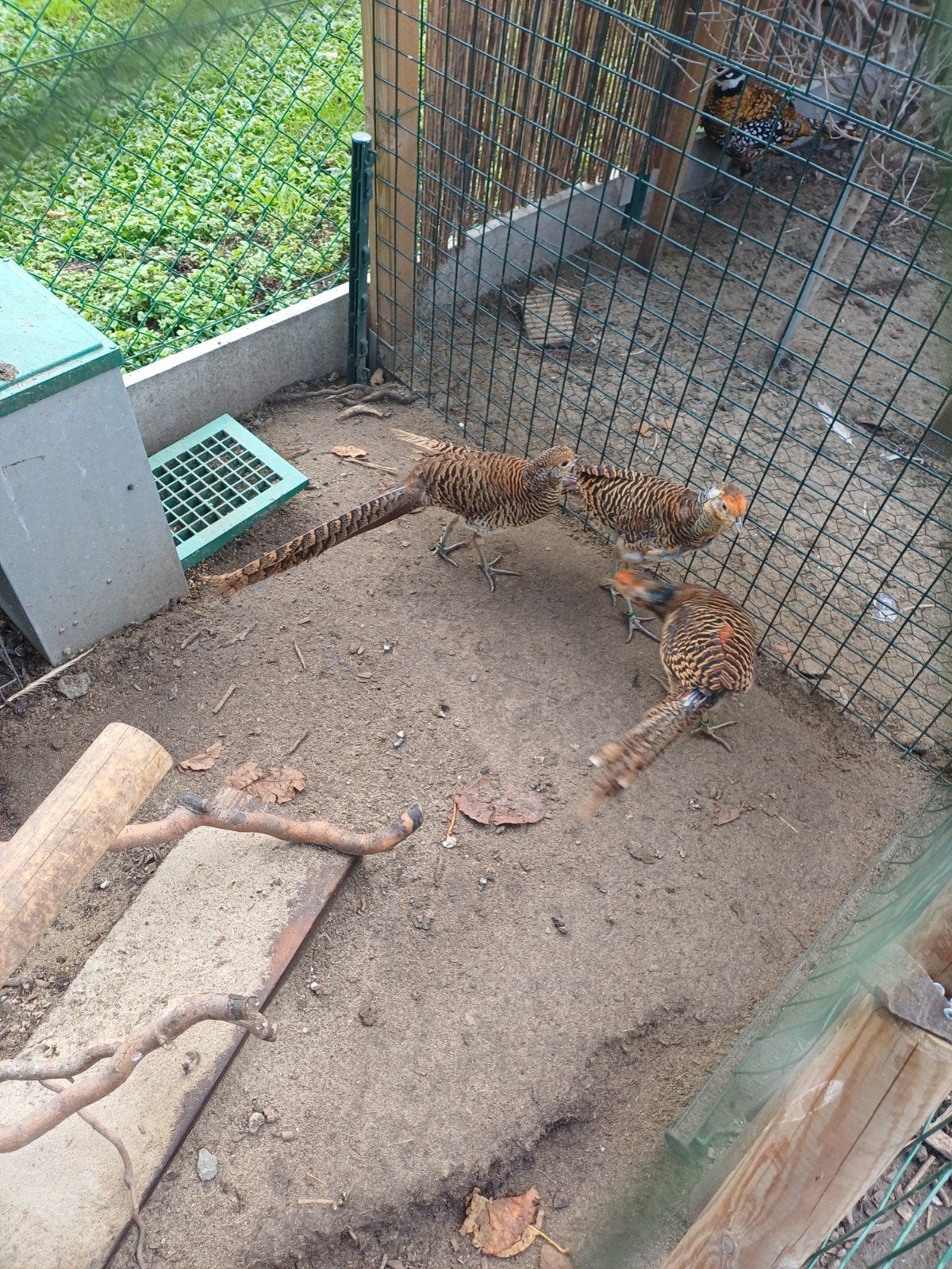 goudfazant x lady, Dieren en Toebehoren