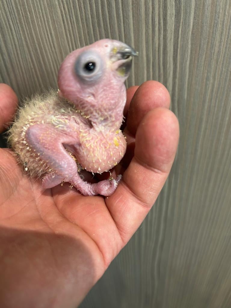 ❤️❤️Tamme baby zonparkiet  3 weken oud, Geslacht onbekend, Parkiet, Geringd