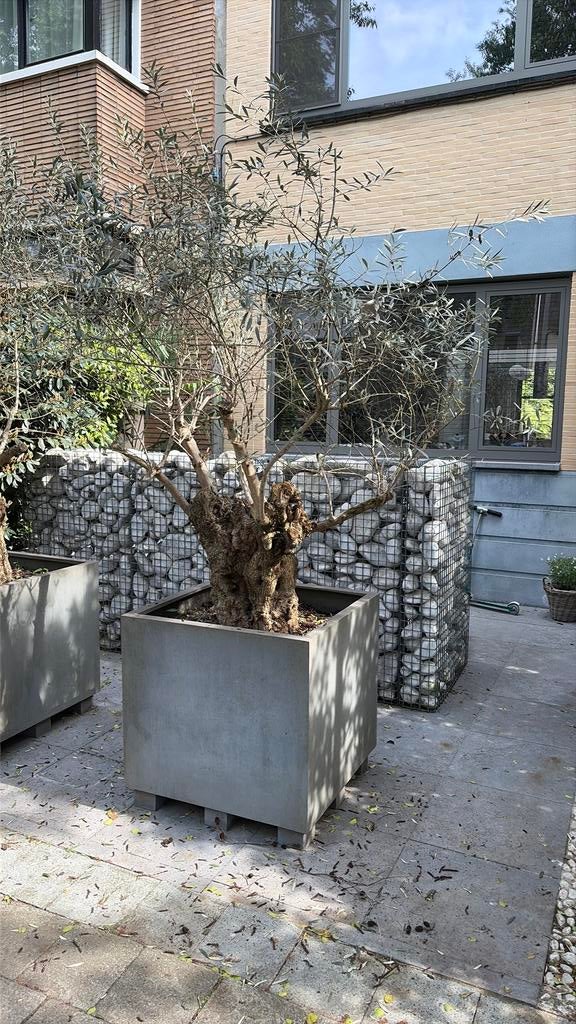 Olijfboom + plantenbak, Tuin en Terras, Ophalen, Zo goed als nieuw
