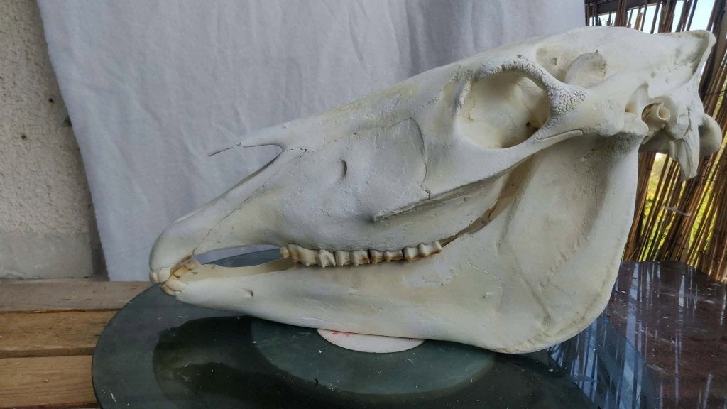 Schedel van een veulen paard paardenschedel anatomie botten, Verzenden, Paard, Schedel