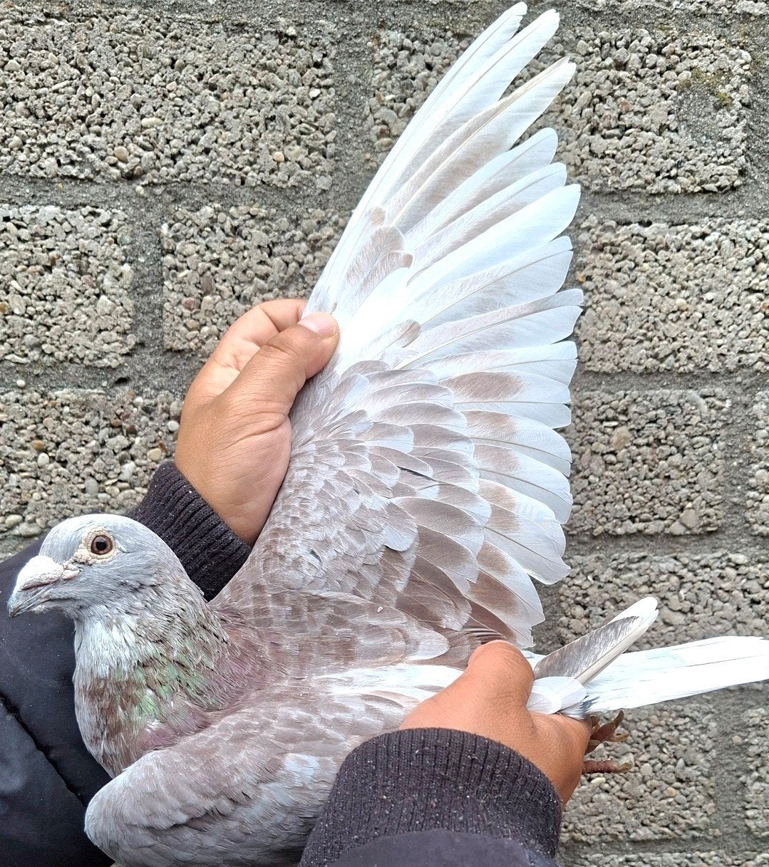 Racing Pigeon contre Bulck/Heremans Ceusters., Pigeon voyageur