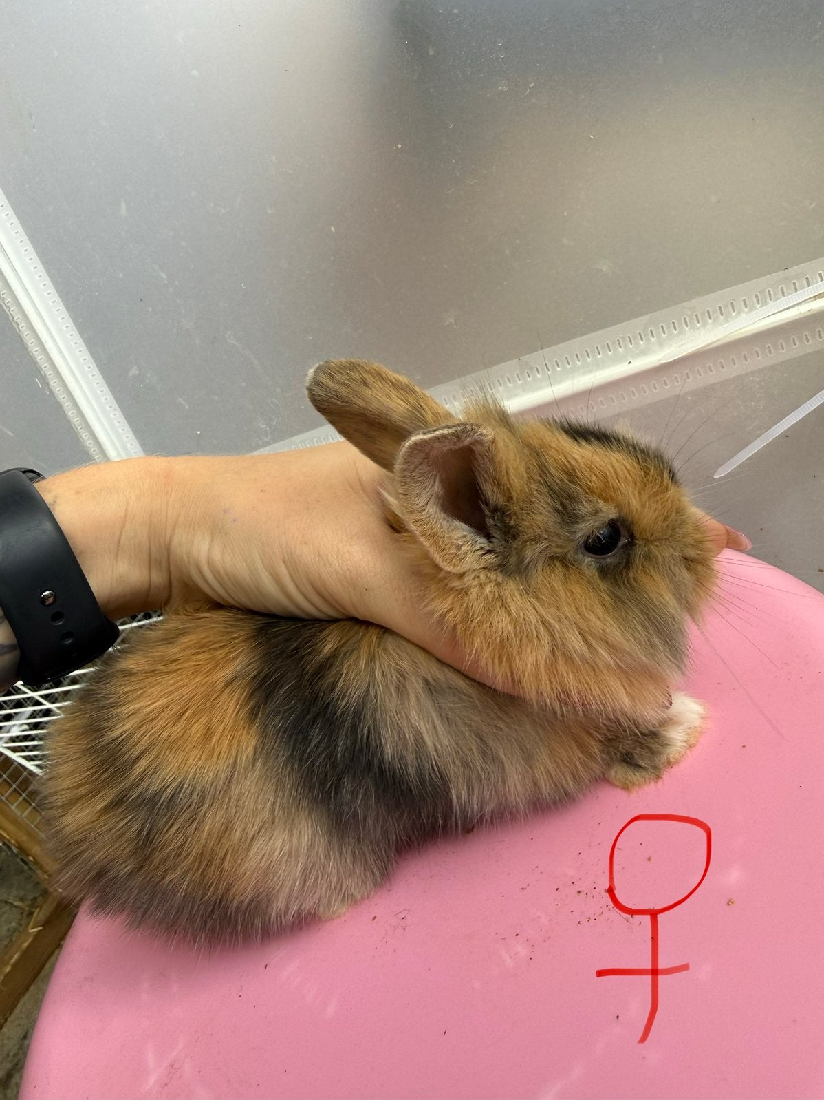 Konijntjes, Dieren en Toebehoren, Augustus, Vrouwelijk, Overige typen, Tam