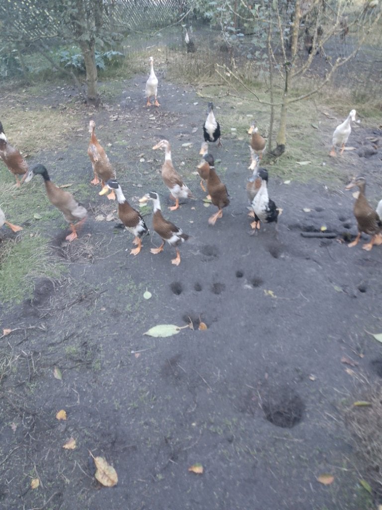 Loopeenden, Dieren en Toebehoren, Meerdere dieren, Eend