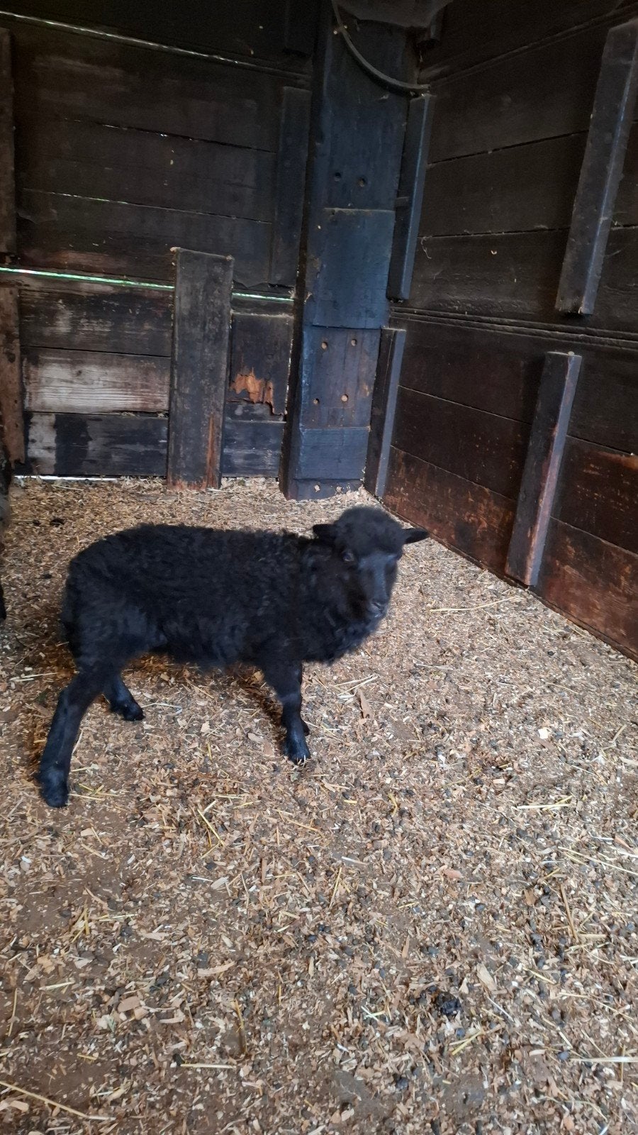 Zwarte ouessant ooi met ooilam te koop, Dieren en Toebehoren, Schapen, Geiten en Varkens